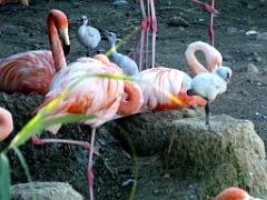 101PARC AUX OISEAUX DANS L AIN 2016 1_000013